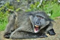 Baboon with open mouth exposing canine teeth. The Chacma baboon.