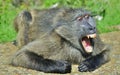 Baboon with open mouth exposing canine teeth. The Chacma baboon.