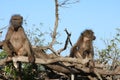 Baboon pair in a tree