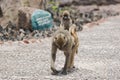 Baboon, Papi cynocephalus riding on the back of its mother, Zambia Royalty Free Stock Photo