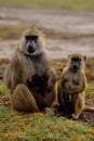 Baboon papio anubis with cubs