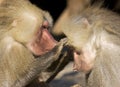 Baboon (Papio hamadryas) Royalty Free Stock Photo