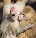 Baboon (Papio hamadryas) Royalty Free Stock Photo
