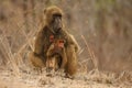 Baboon Papio ursinus mother hugs young cute baboon baby Royalty Free Stock Photo