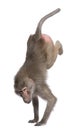 Baboon performing a hand stand - Simia hamadryas