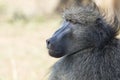 Baboon portrait South Africa