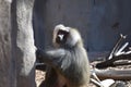 Baboon portrait