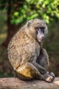 Baboon poses on a wooden beam