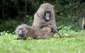 Baboon's grooming.