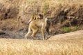 Baboon in the savannah