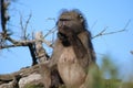 Baboon scratching its noise