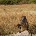 A baboon on sentry duty practicing niksen, Chobe National Park, Botswana, Africa