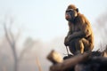 baboon sentry scanning for danger