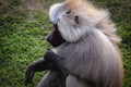 Baboon in Serengeti Park