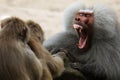 Baboon showing his teeth