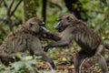 baboon sibling duo tussling on the forest floor