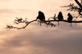 Baboon silhouette as the primate monkeys sit in a tree branch - Serengeti Tanzania, at sunset Royalty Free Stock Photo