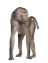 Baboon - Simia hamadryas Royalty Free Stock Photo