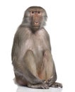 Baboon - Simia hamadryas Royalty Free Stock Photo