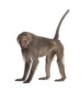 Baboon - Simia hamadryas Royalty Free Stock Photo