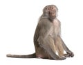 Baboon - Simia hamadryas Royalty Free Stock Photo