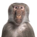 Baboon - Simia hamadryas Royalty Free Stock Photo