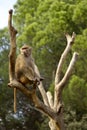 Baboon siting on a tree