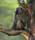 Baboon sitting on a branch, Serengeti Royalty Free Stock Photo