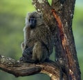 Baboon sitting on a branch, Serengeti Royalty Free Stock Photo