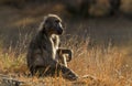 Baboon Sitting