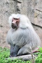 A baboon sitting and resting
