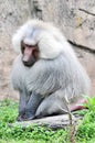 A baboon sitting and resting