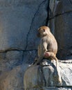 Baboon sitting on a rock going to the bathroom