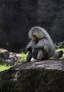 Baboon sitting on a rock Royalty Free Stock Photo
