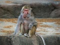 Baboon sitting on a rock Royalty Free Stock Photo