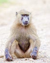 Baboon sitting in the sand. Royalty Free Stock Photo