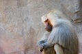 Baboon sitting in silence on a sunny day | preY~er