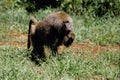 Baboon south africa