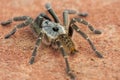 Baboon spider