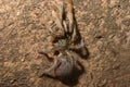 Baboon Spider Royalty Free Stock Photo