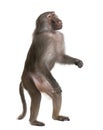 Baboon standing up - Simia hamadryas Royalty Free Stock Photo