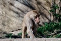 Hamadryas Baboon Walking in Enclosure Royalty Free Stock Photo