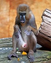 Baboon Royalty Free Stock Photo
