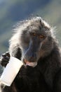 Baboon Take Away Fod Royalty Free Stock Photo