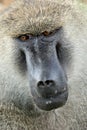 Baboon - Tanzania, Africa