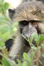 Baboon - Tanzania, Africa