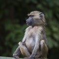 Baboon - Tarangire National Park - Wildlife Reserve in Tanzania, Africa