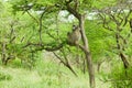 Baboon in tree in Umfolozi Game Reserve, South Africa, established in 1897