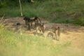 A baboon troop in a dry river bed