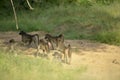 A baboon troop in a dry river bed